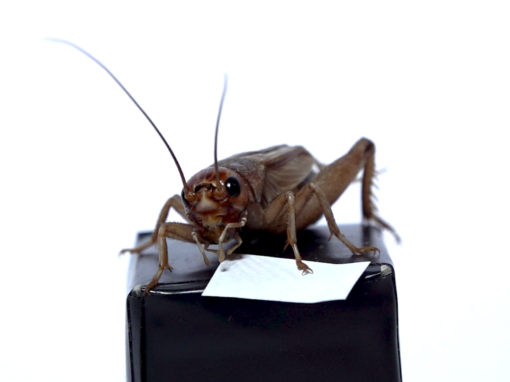 BugForNuts